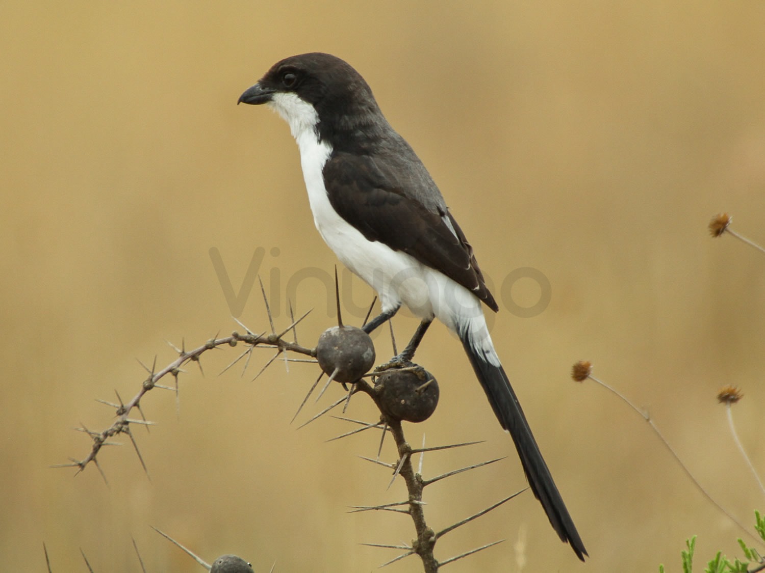 Long Tailed Fiscal
