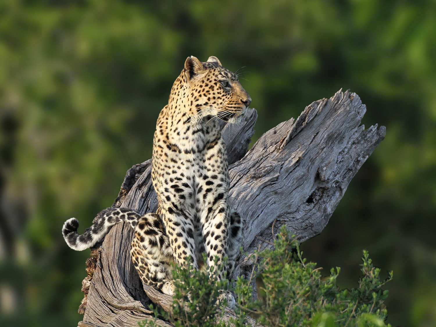 Lady Leopard