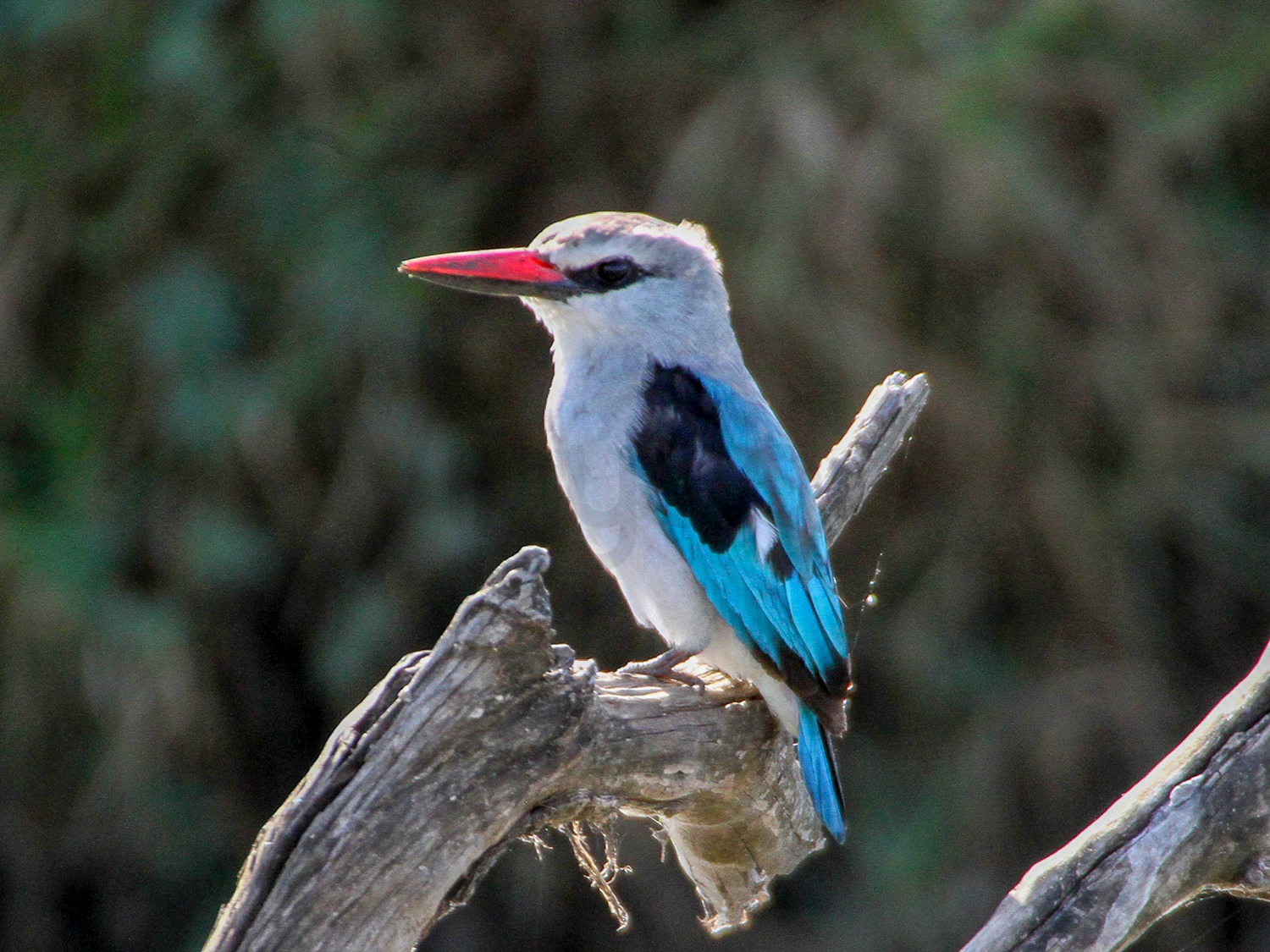 Woodland Kingfisher | Maasai Mara Game Reserve