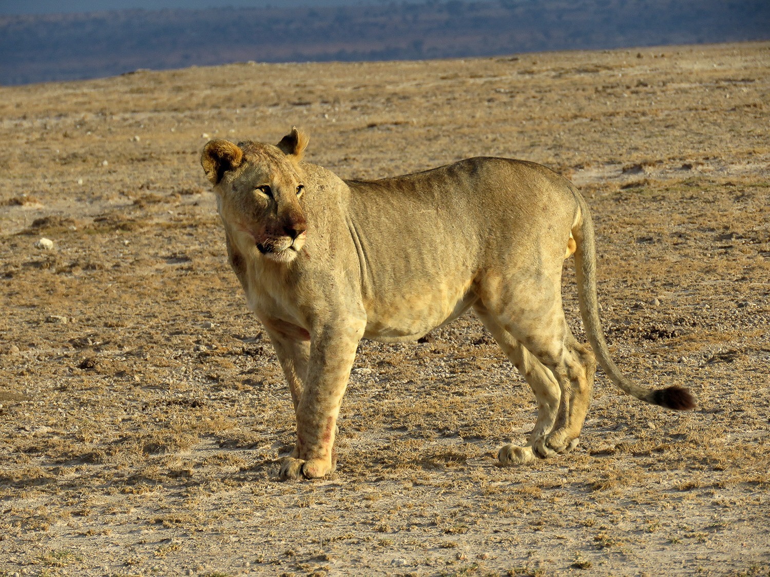 Maneless Male Lion