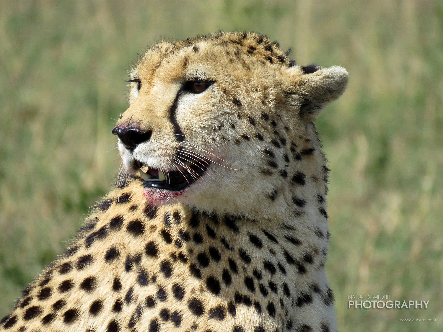 Cheetah | Maasai Mara Game Reserve