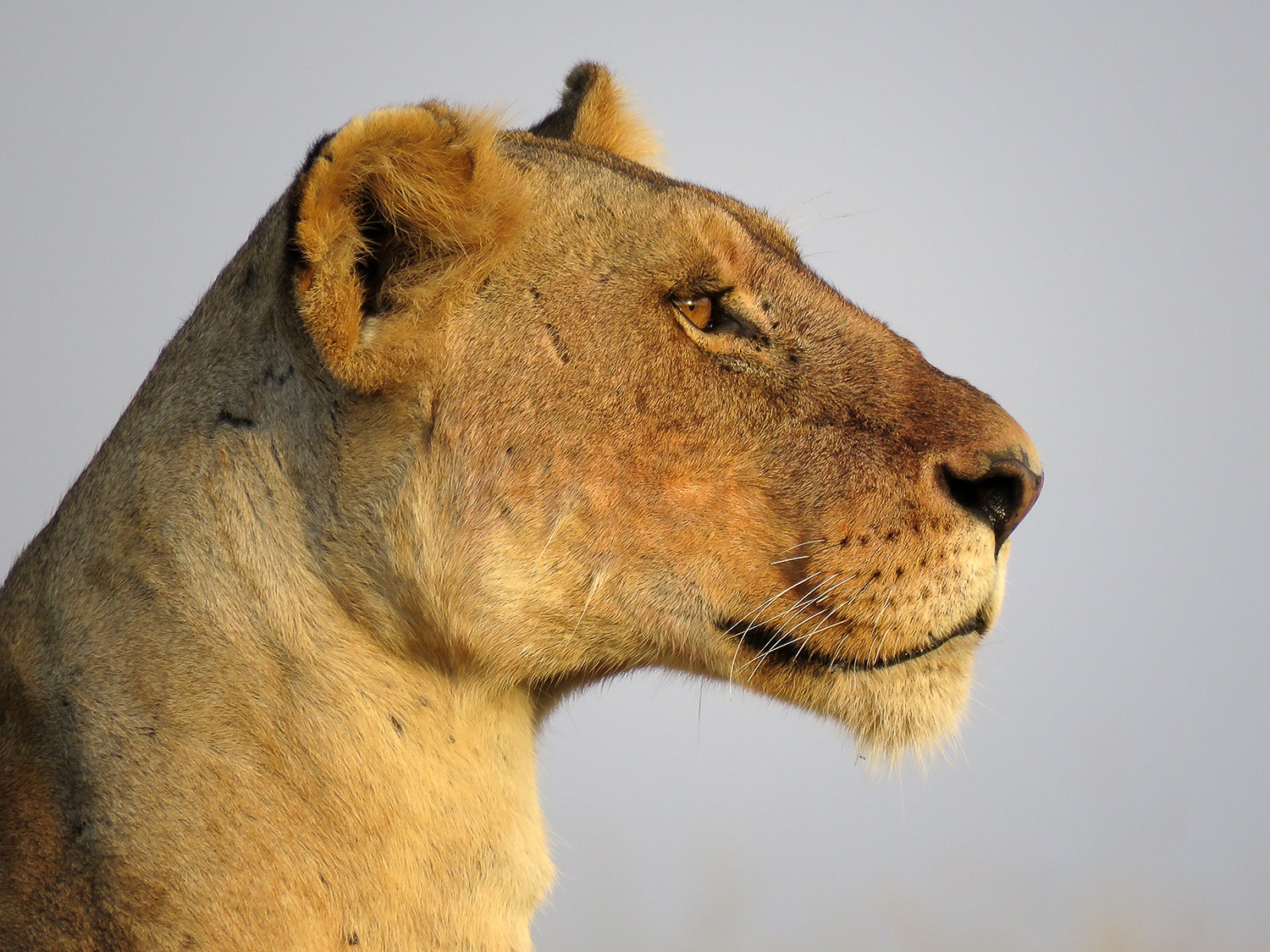 Lioness - Rhino Ridge | Maasai Mara Game Reserve
