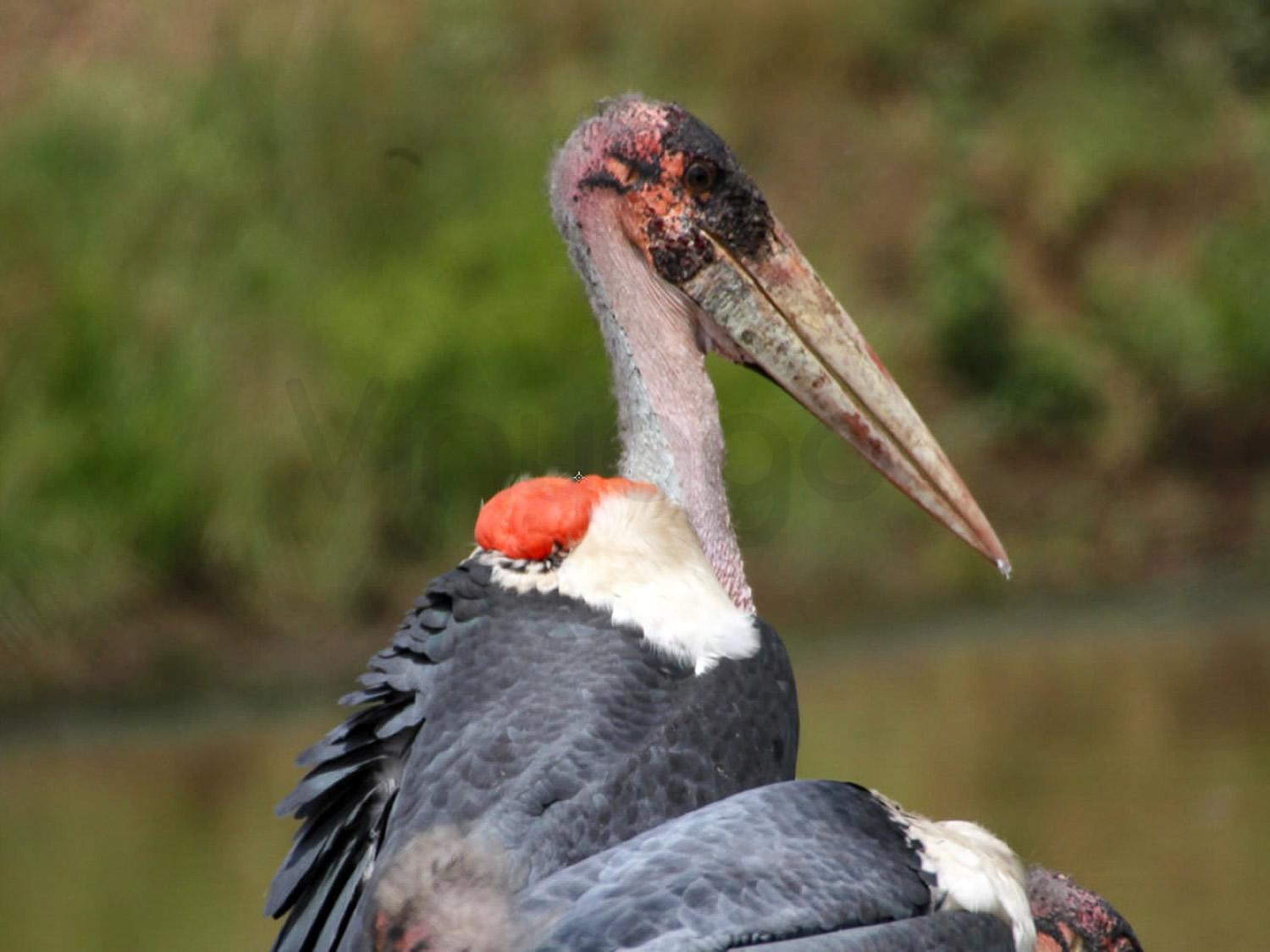 Marabou Stork | Nairobi National Park