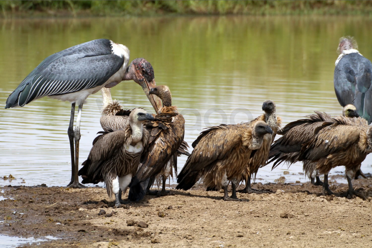 Marabou Stork & Vultures
