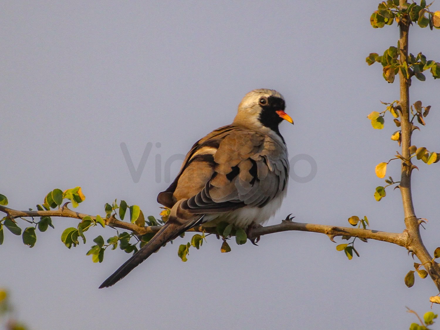 Namaqua Dove | Nairobi National Park
