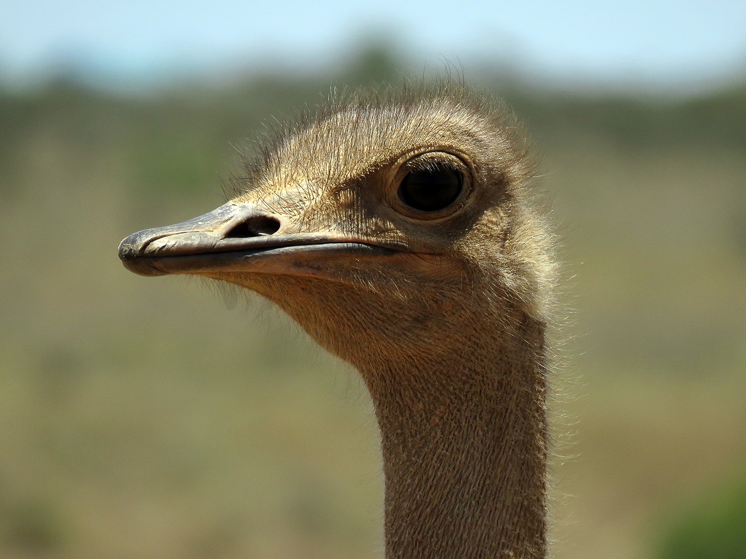 Ostrich Krasotka