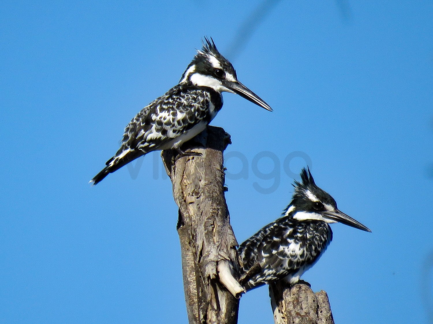 Pied Kingfisher | Lake Naivasha