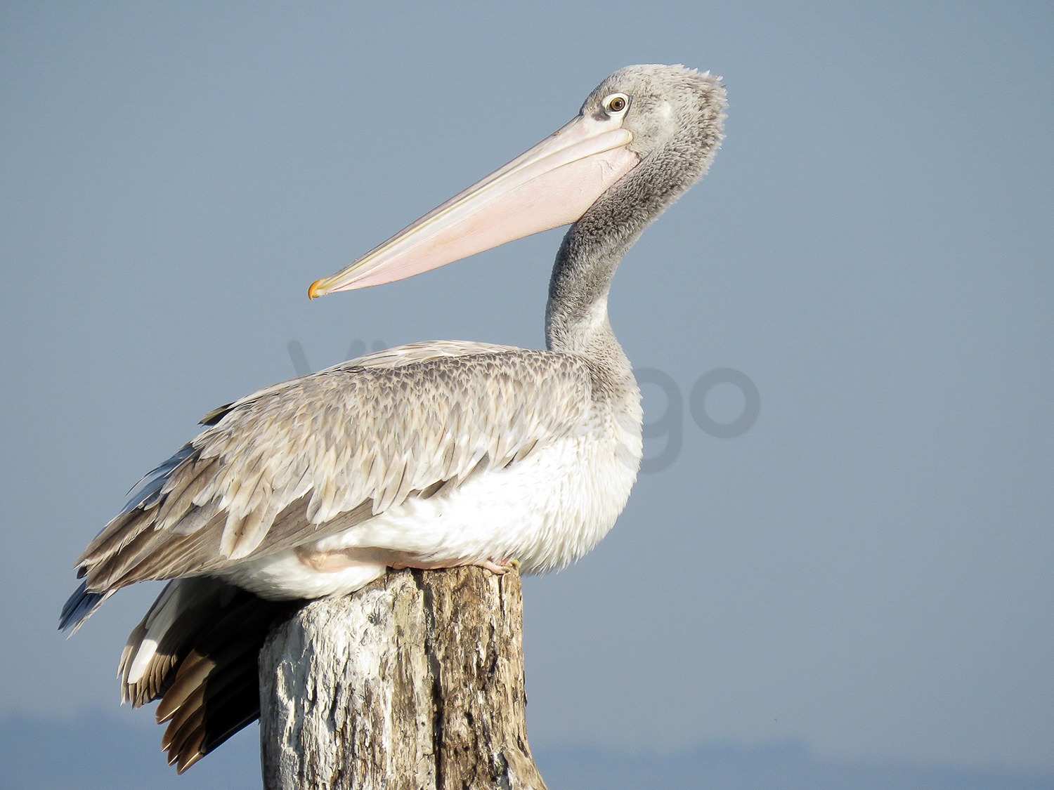 Pink Backed Pelican | Lake Naivasha