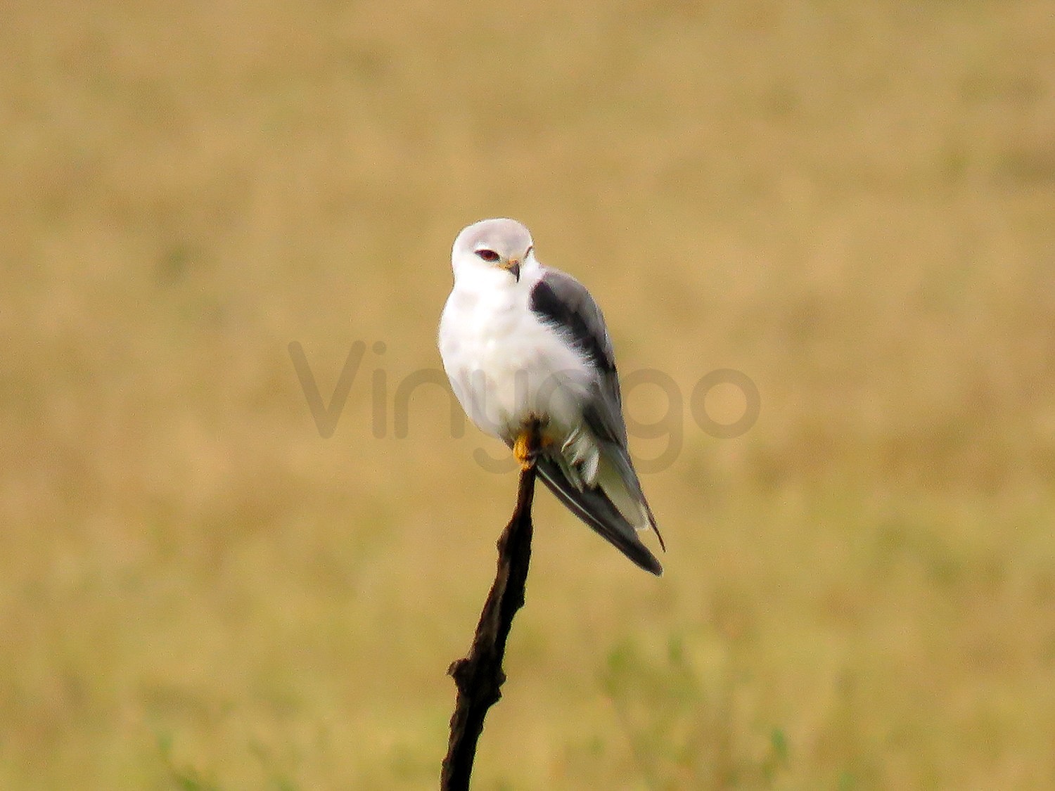 Pygmy Falcon | Maasai Mara Game Reserve