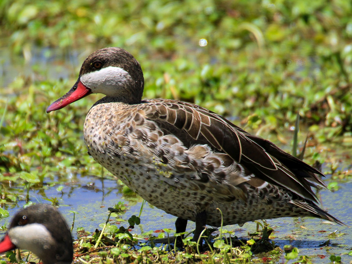 Red Billed Duck | Amboseli National Park