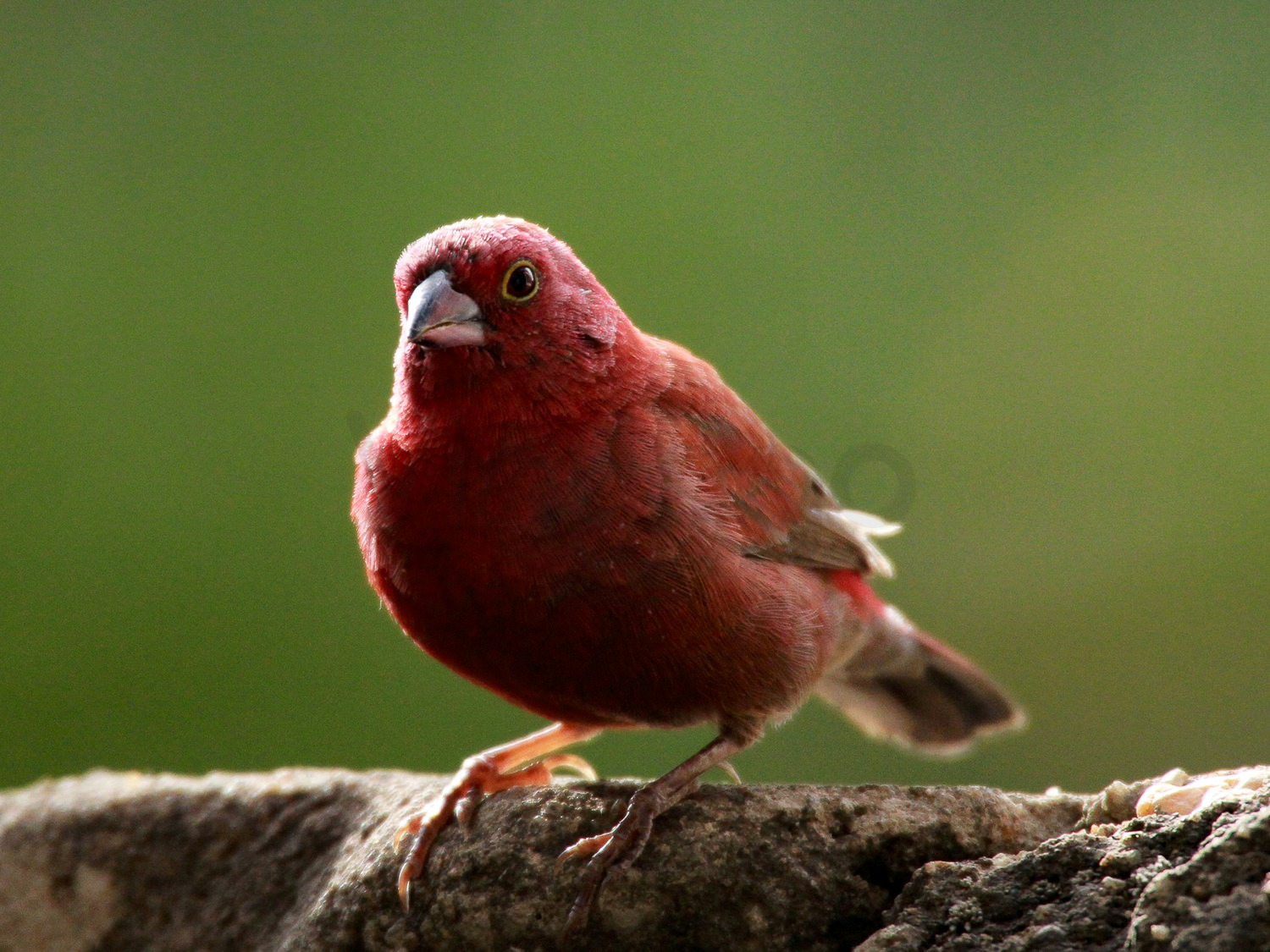Red-billed Firefinch (M)