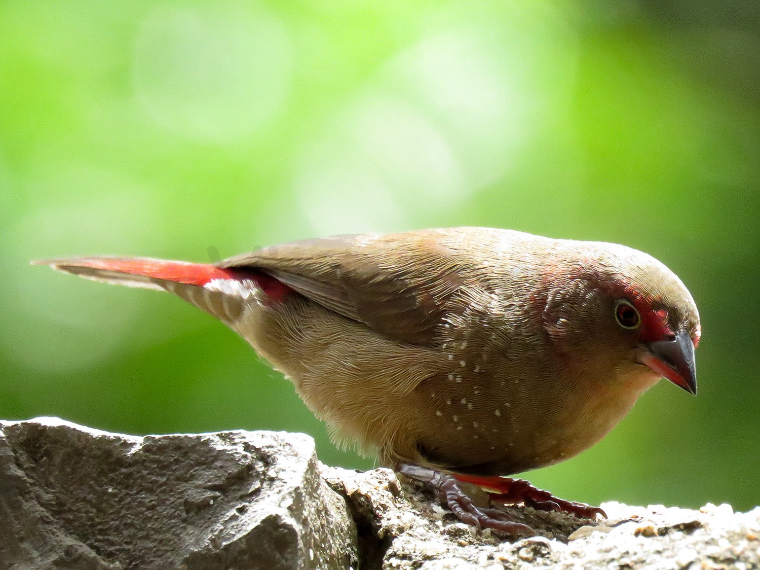 Red-billed Firefinch (F)
