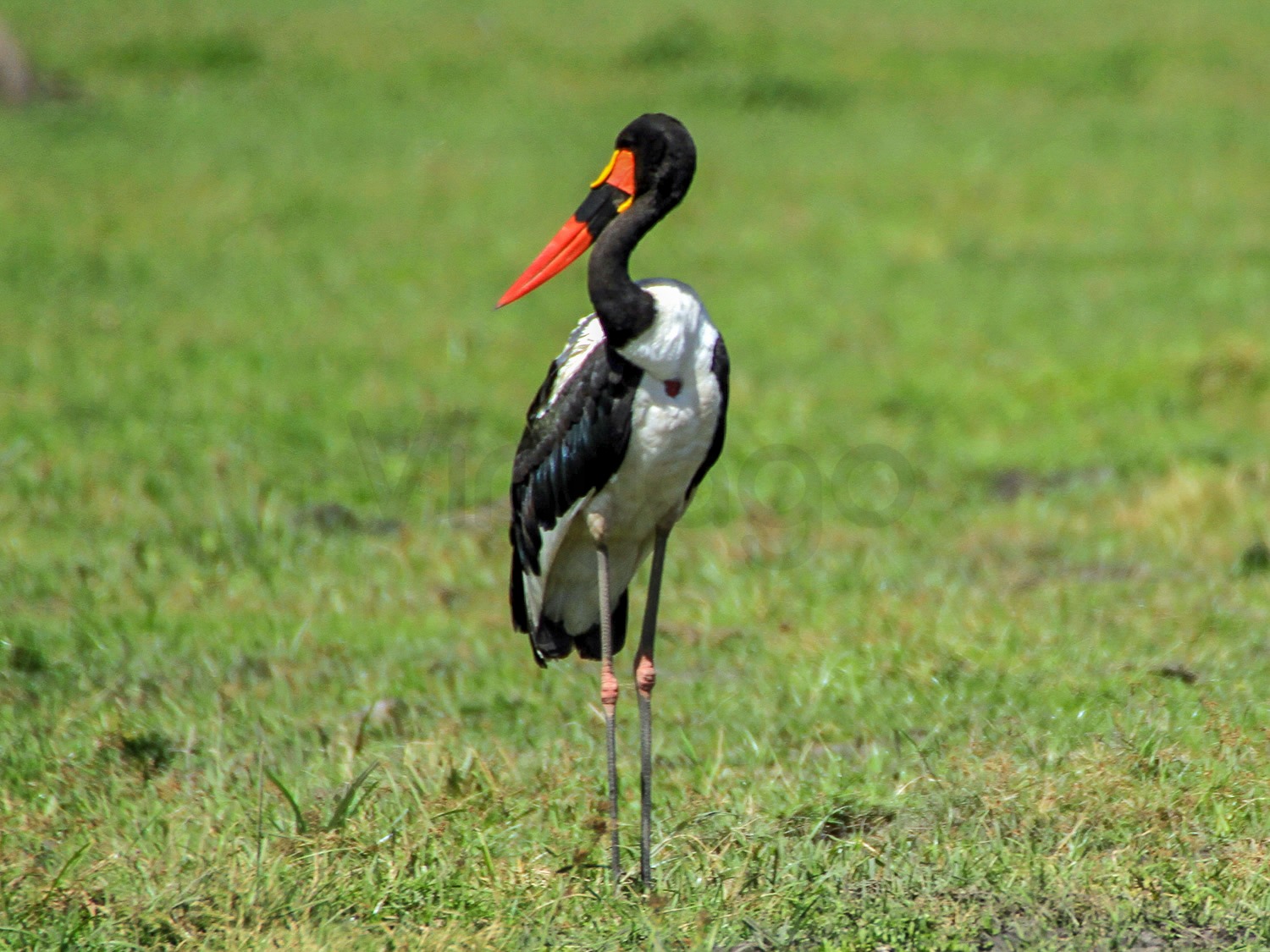 Saddle Billed Stork | Amboseli National Park