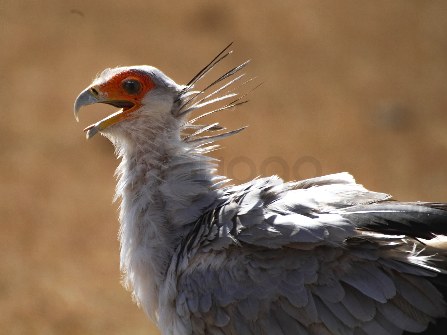 Secretary Bird | Maasai Mara Game Reserve