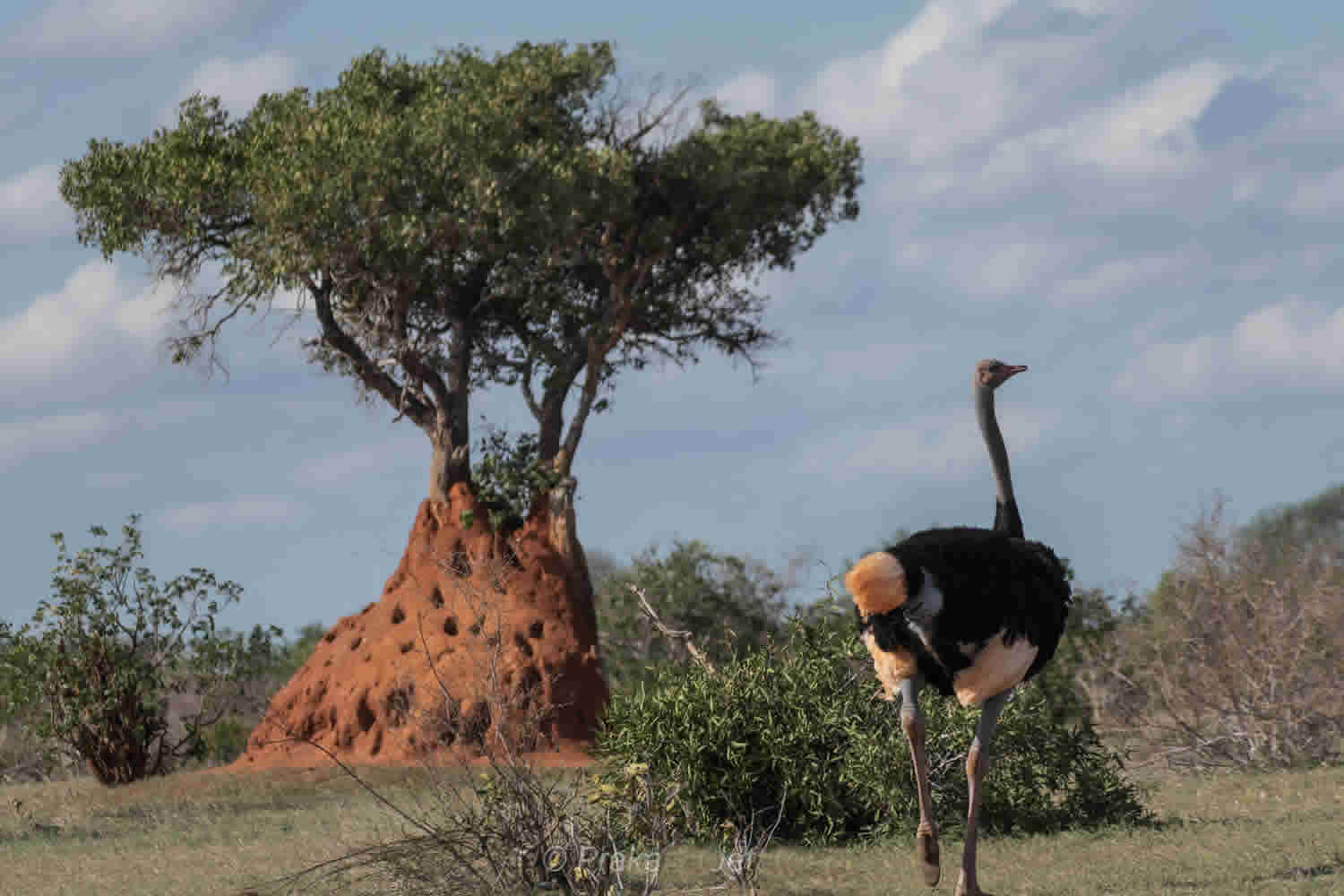 Somali Ostrich | Tsavo East National Park