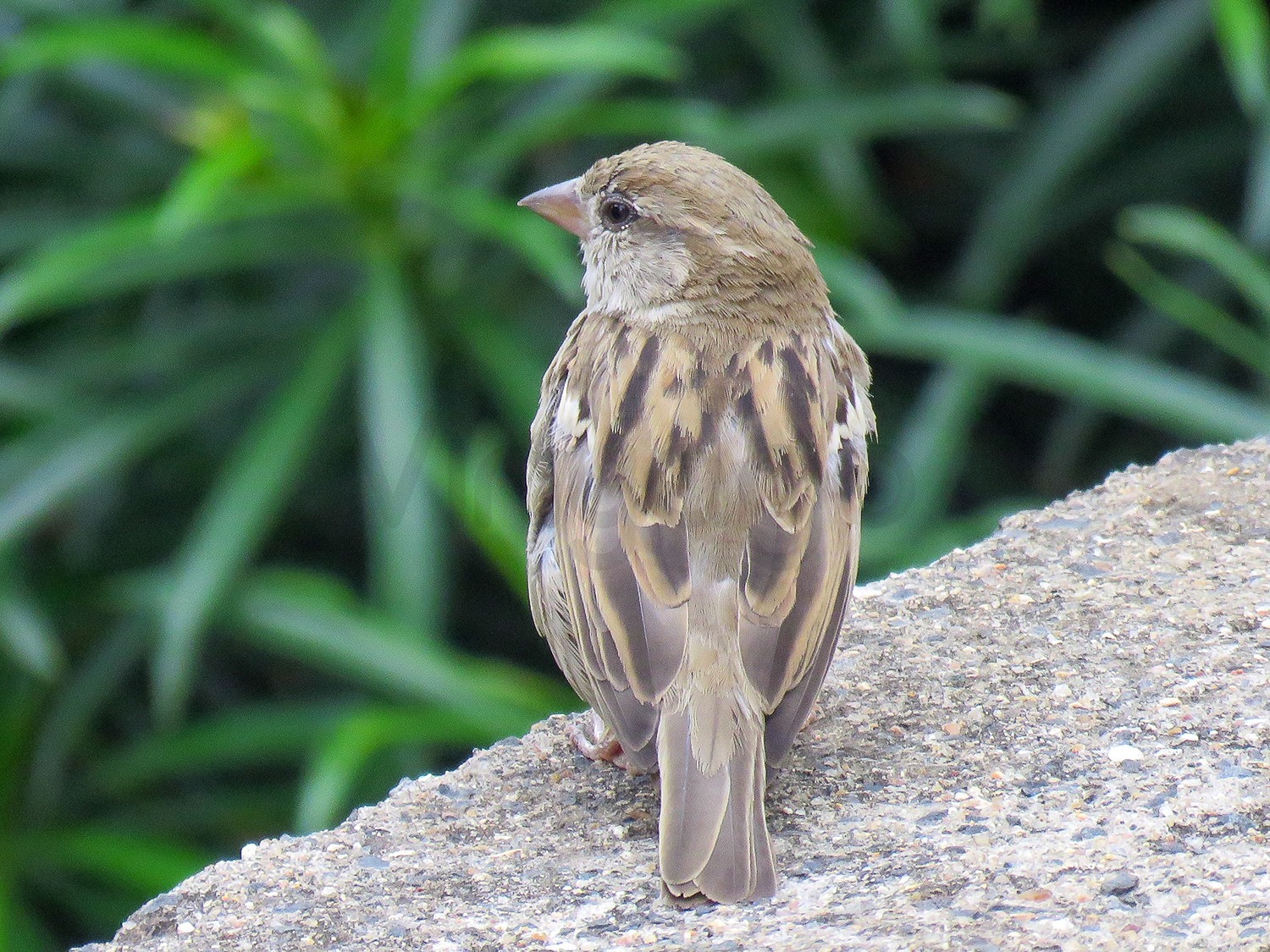 Kenya Rufous Sparrow