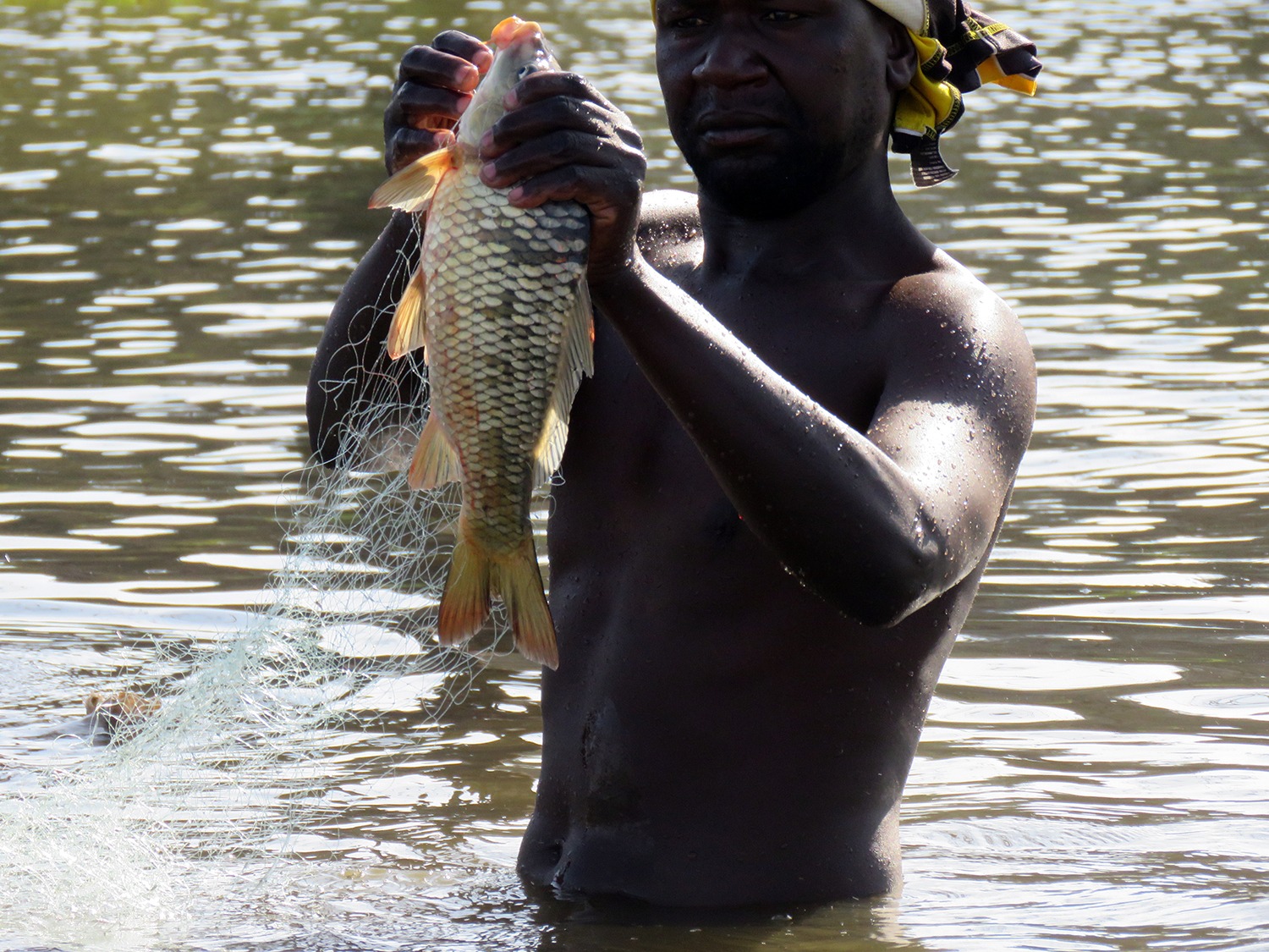 Tilapia Fishing