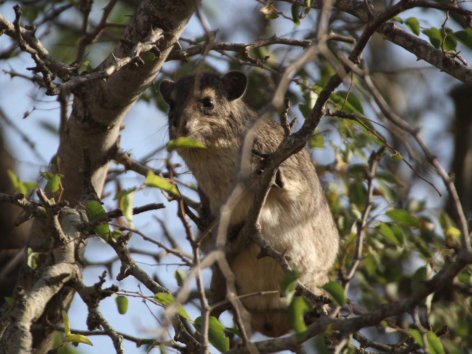 Tree Hyrax | Nairobi National Park