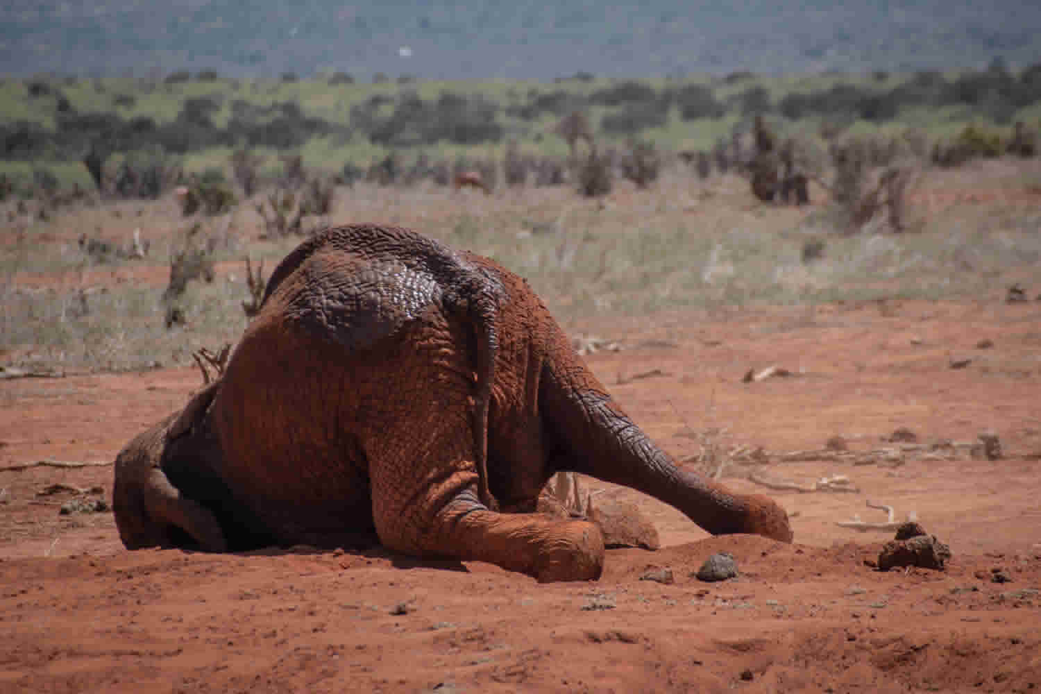 Elephant Dust Bathing | Tsavo East National Park