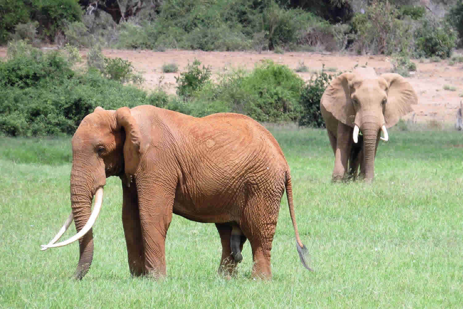 Bull Elephant | Tsavo East National Park