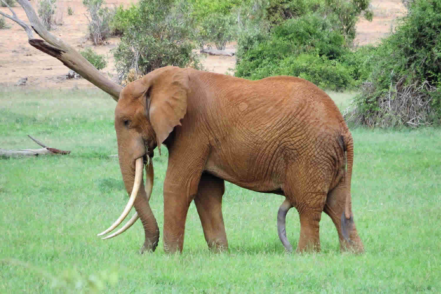 Incredulous Elephant | Tsavo West National Park