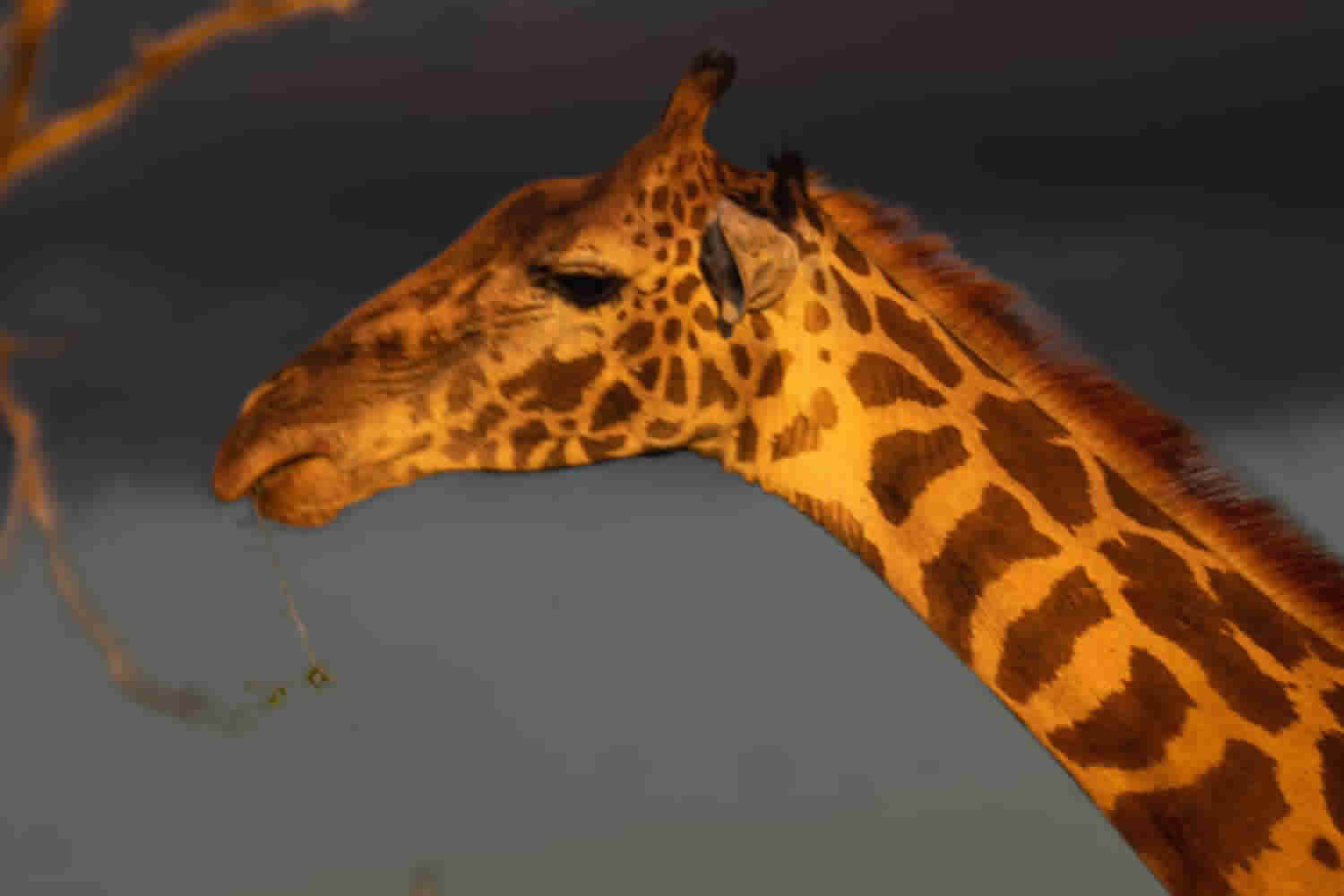 Giraffe | Tsavo West National Park