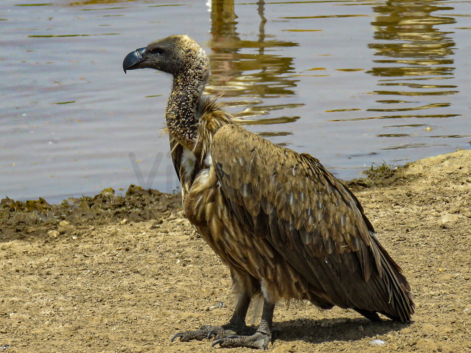 White Backed Vulture | Nairobi National Park