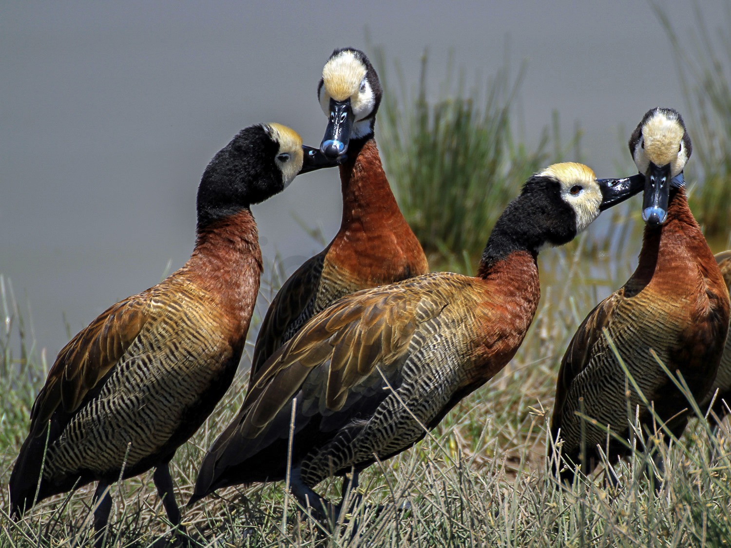 Whistling Duck | Amboseli National Park