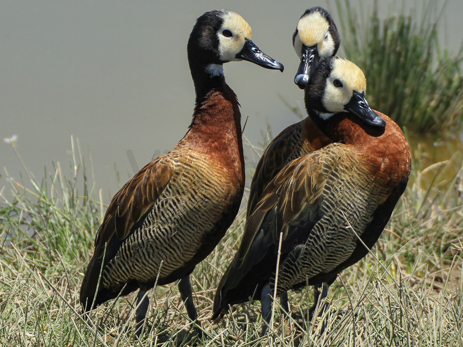 Whistling Duck | Nairobi National Park