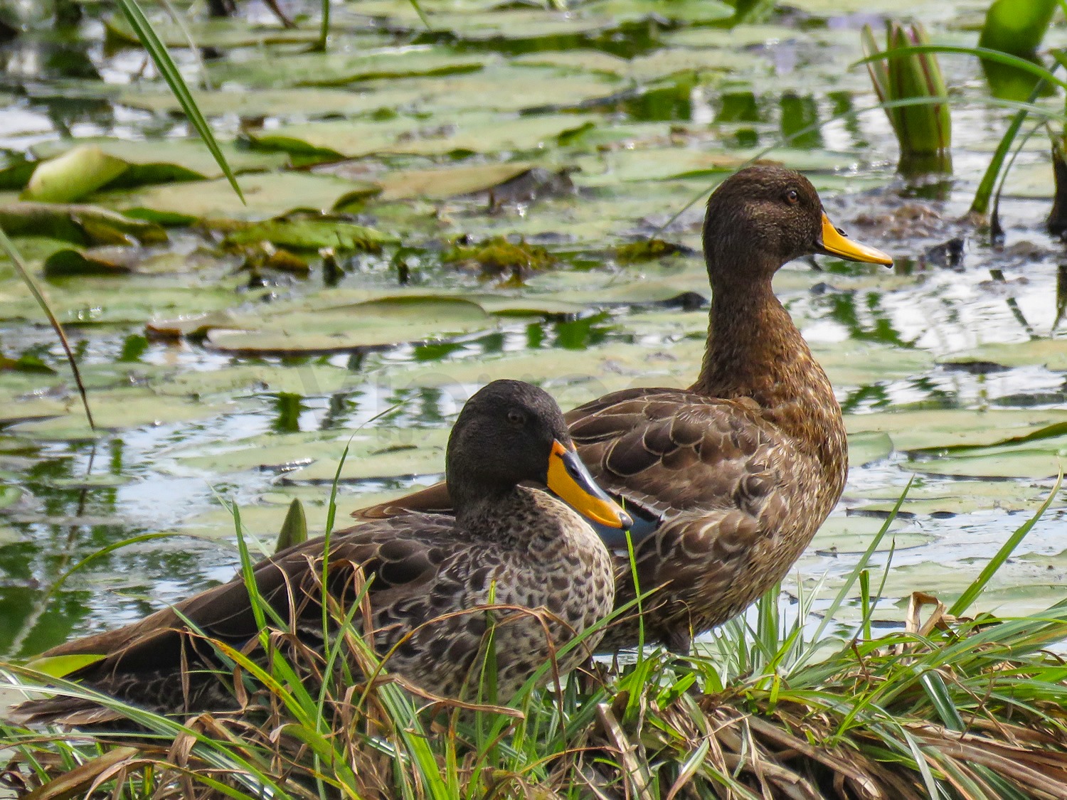 Yellow Billed Duck | Nairobi National Park