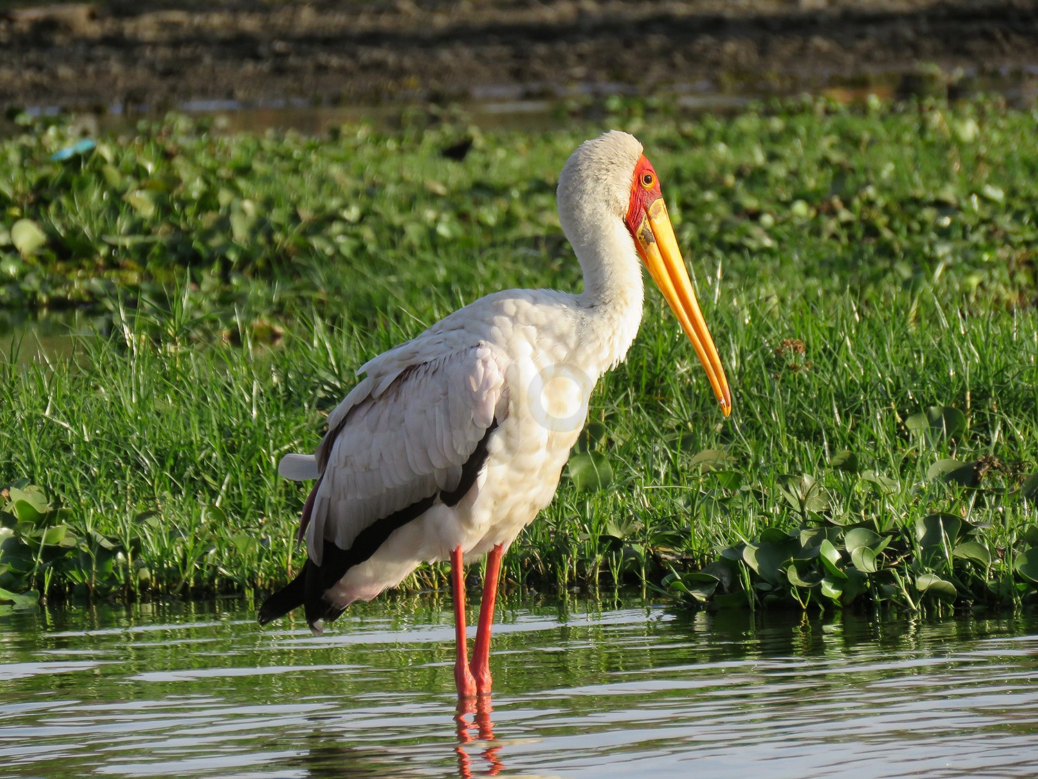 Yellow Billed Stork | Lake Naivasha