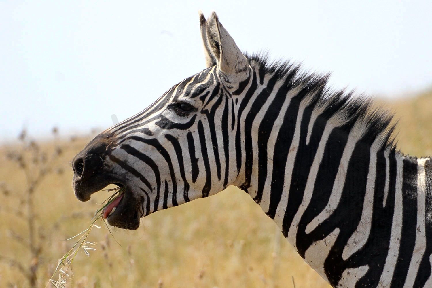 Zebra Call | Nairobi National Park