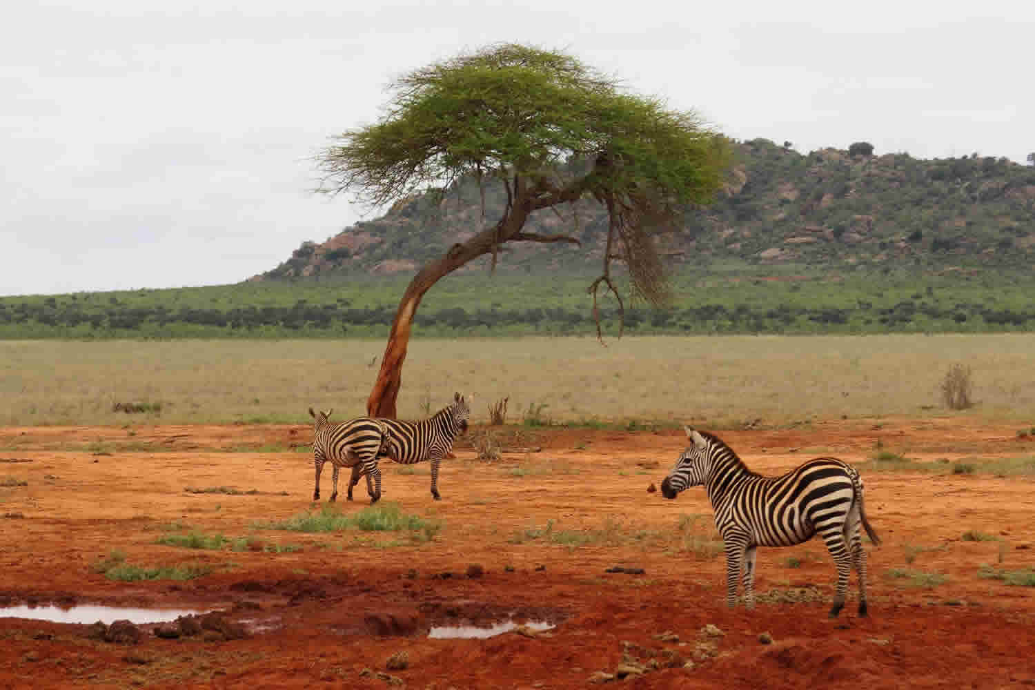 Zebras | Tsavo West National Park