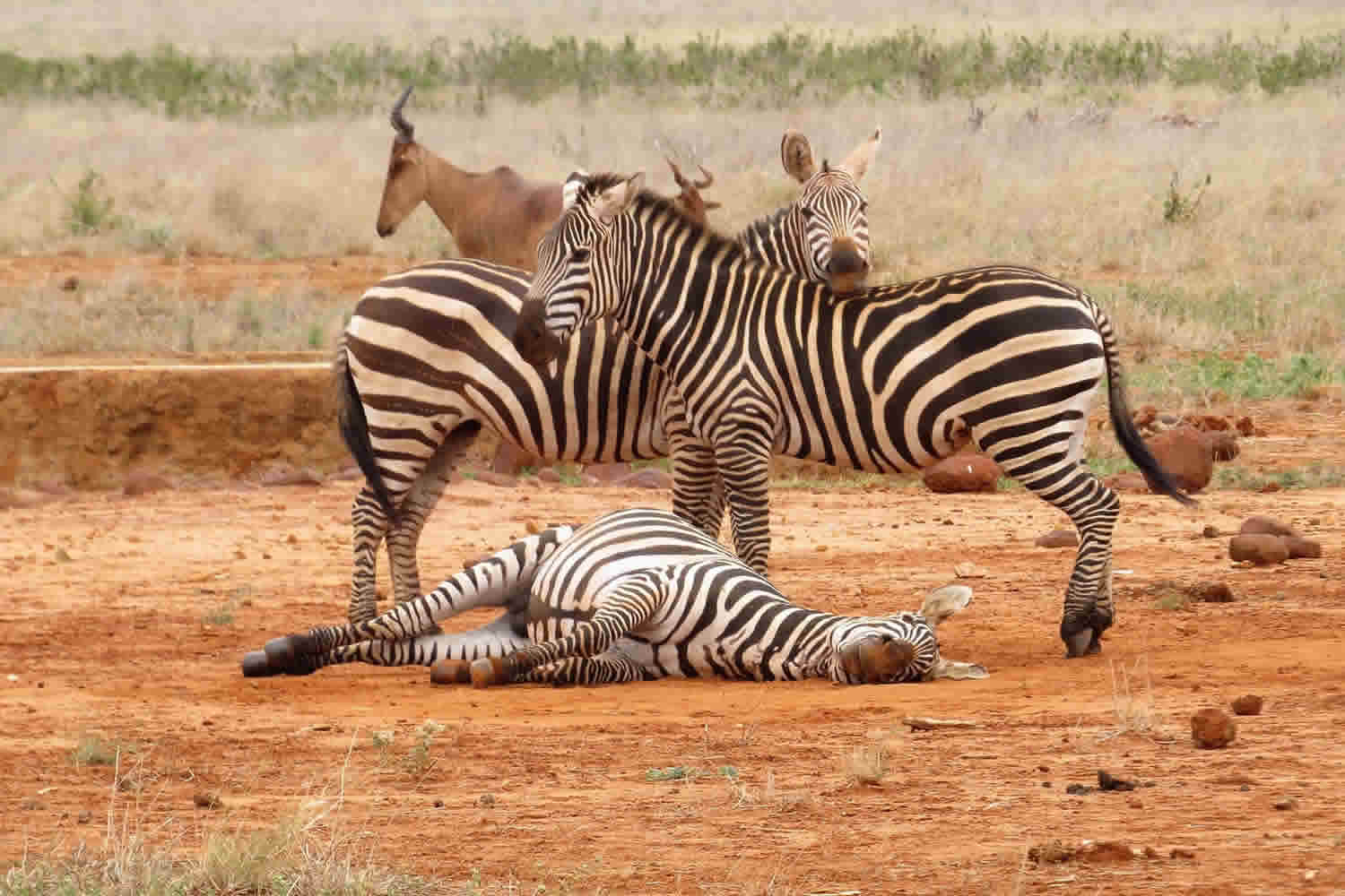 Zebras Wallowing