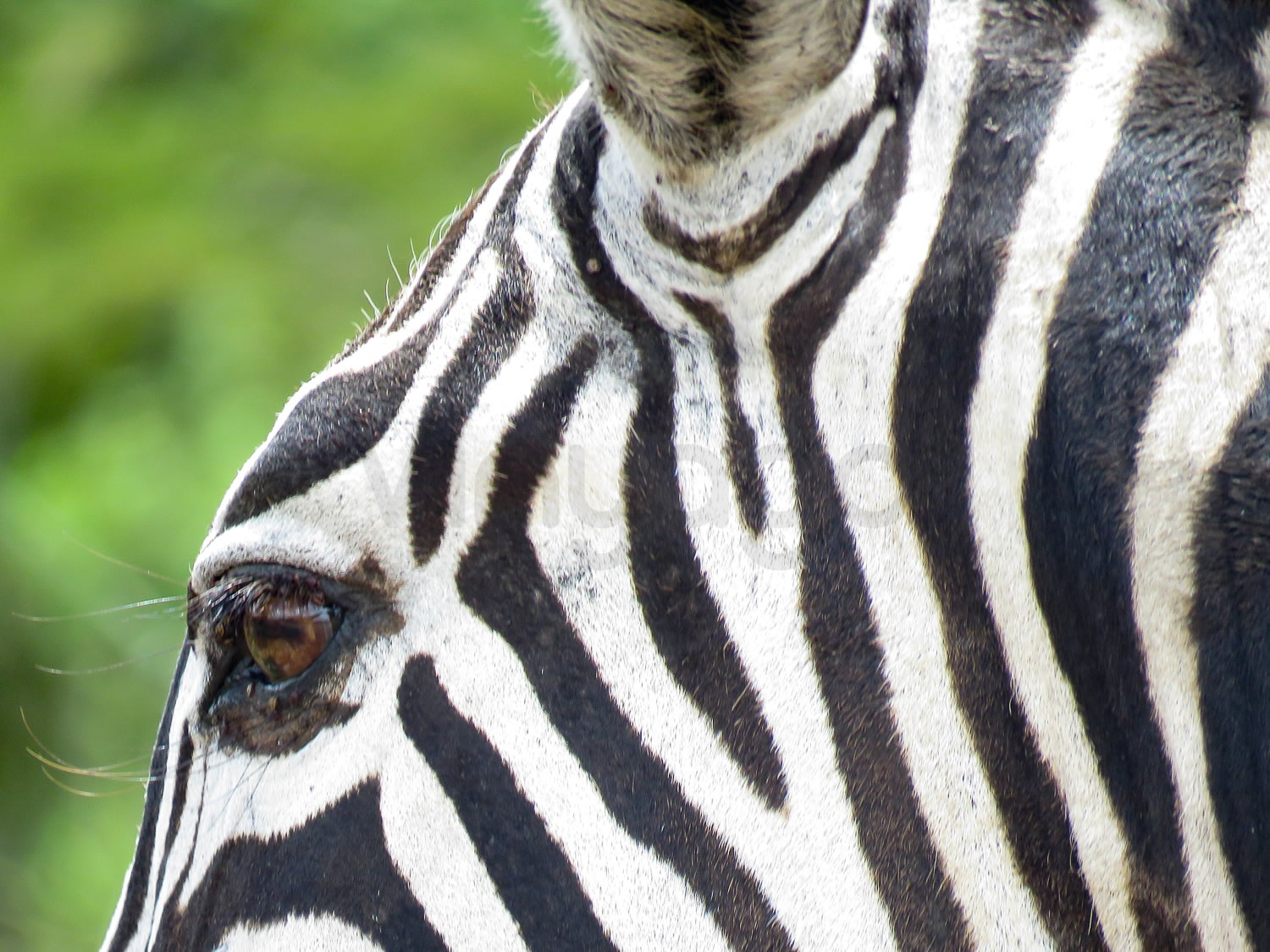 Common Zebra | Nairobi National Park