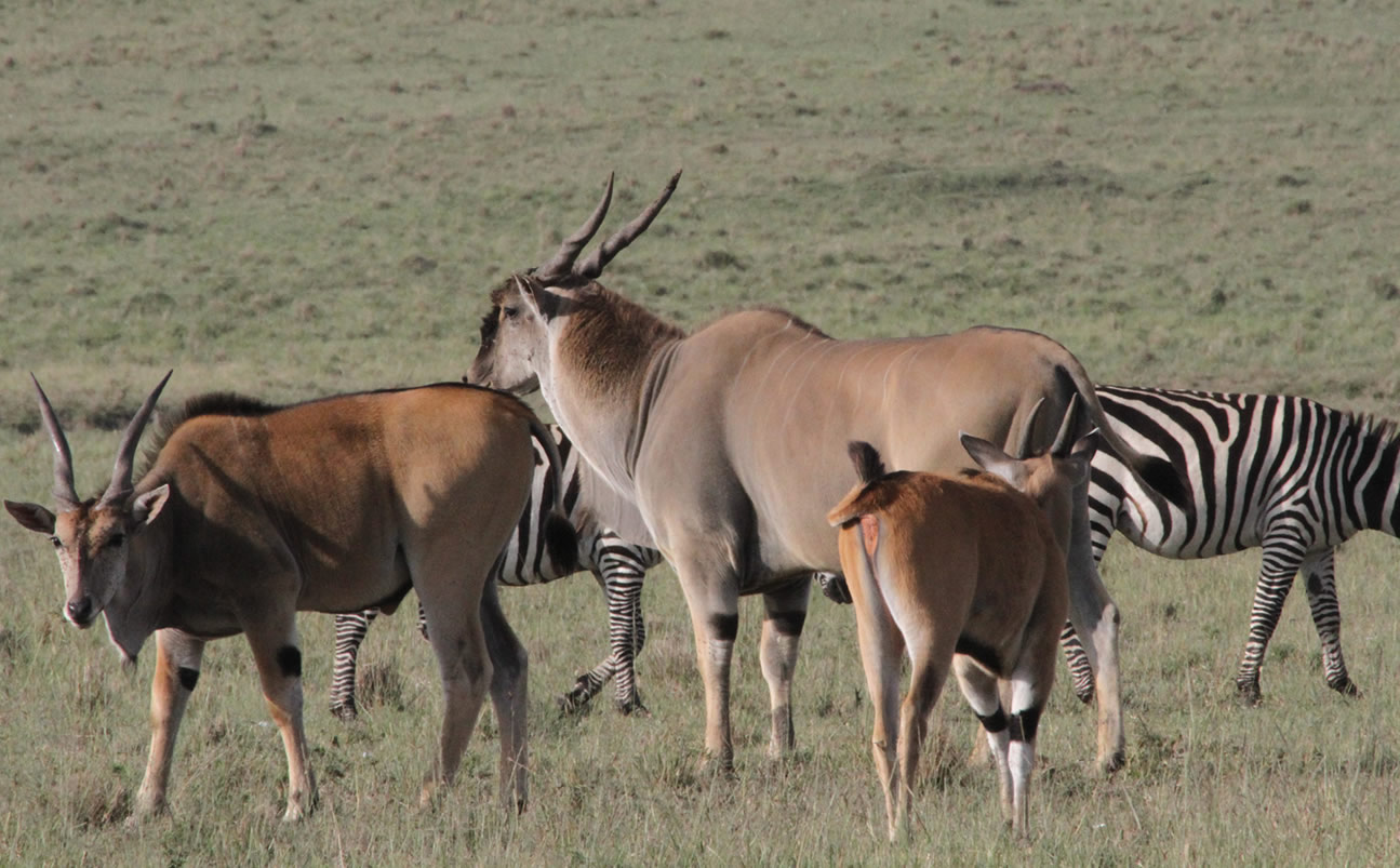 Amazing Kenya Safari