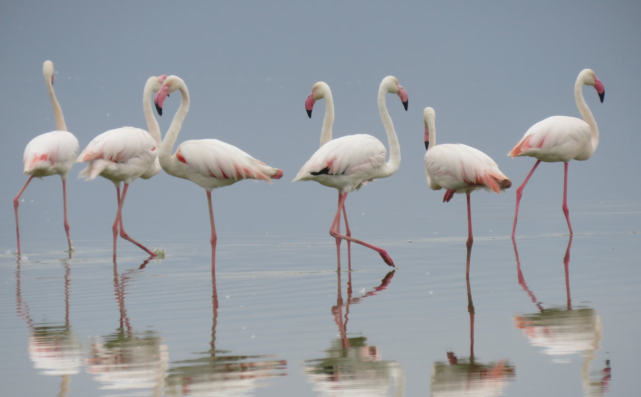 Flamingo Expedition