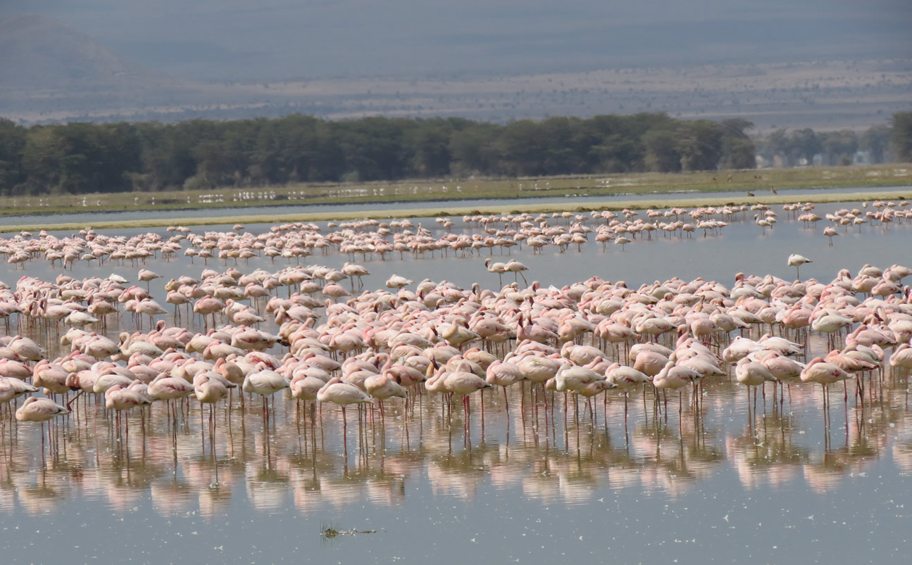 Amboseli Safari