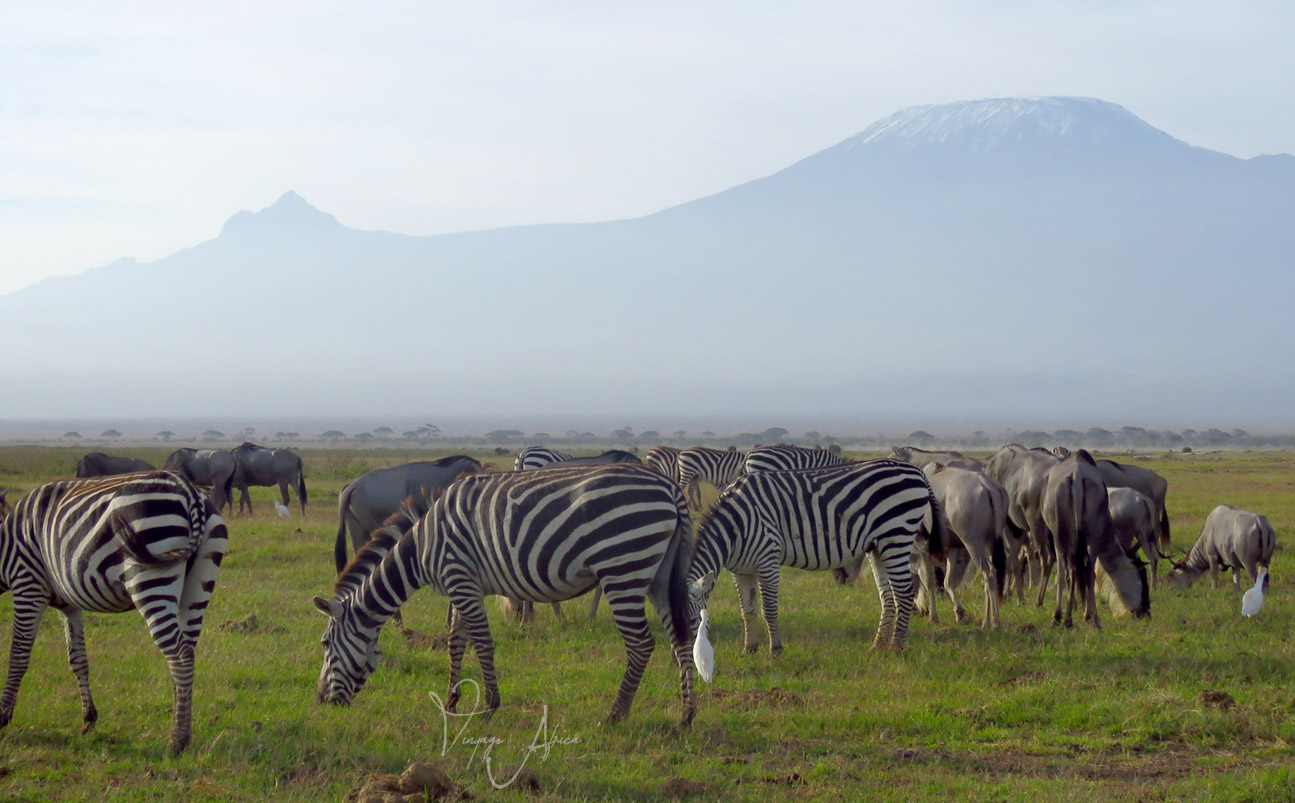 Amboseli Tsavo Safari