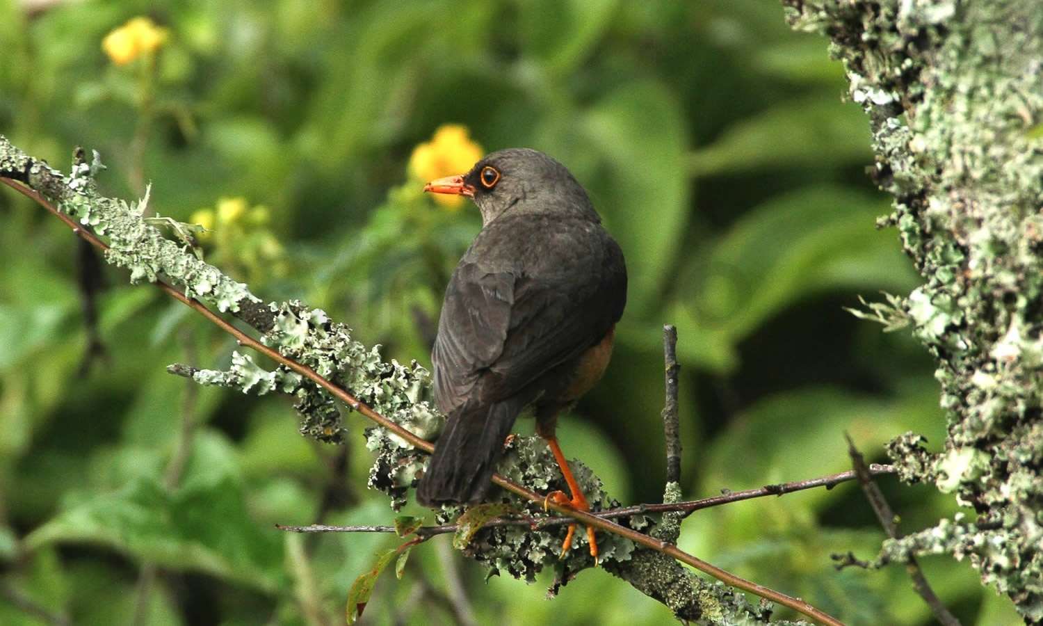 Abyssinian Thrush