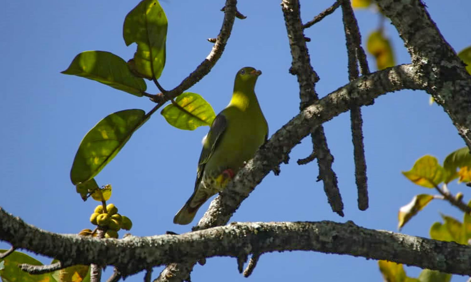 African Green Pigeon