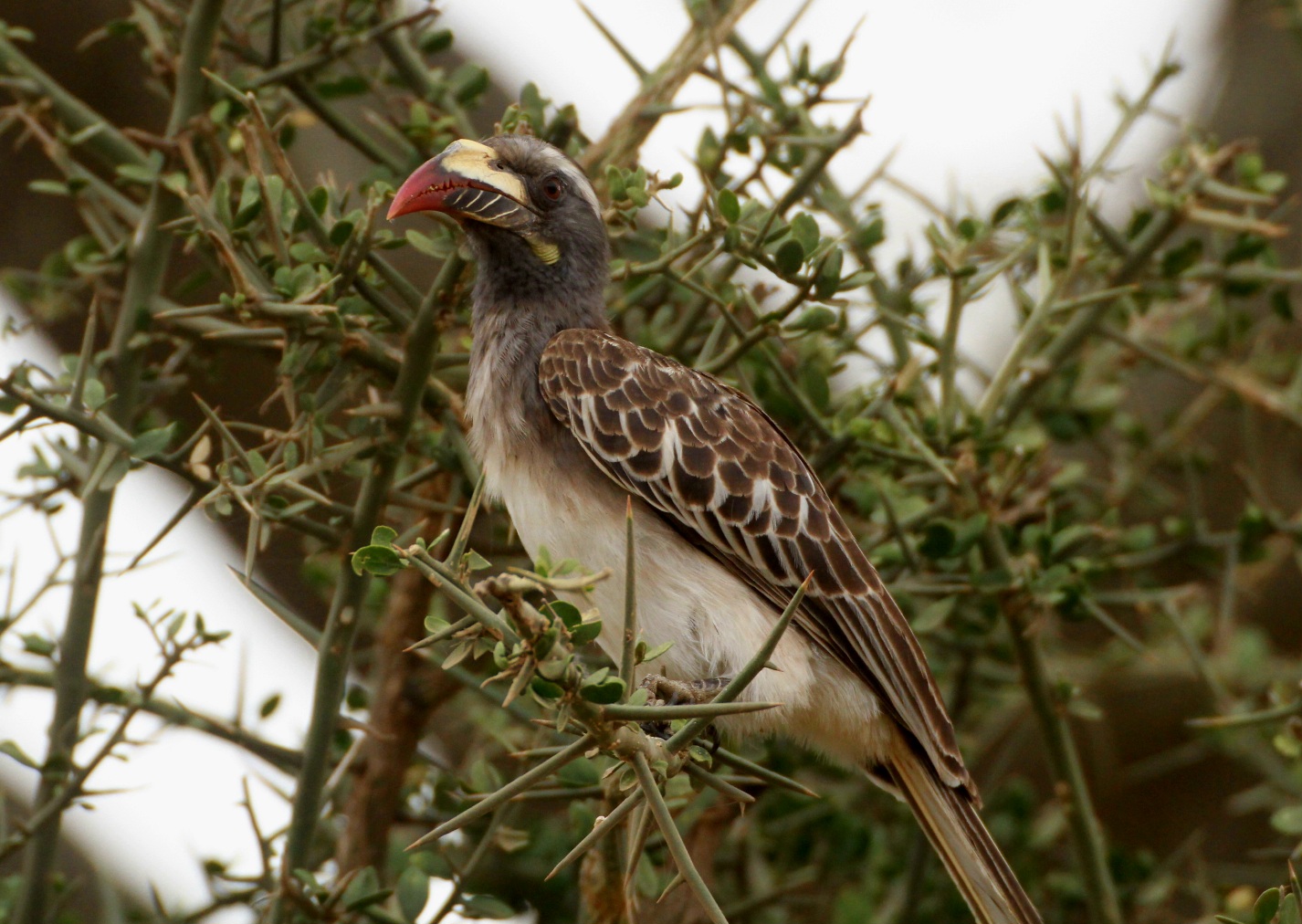 African Grey Hornbill