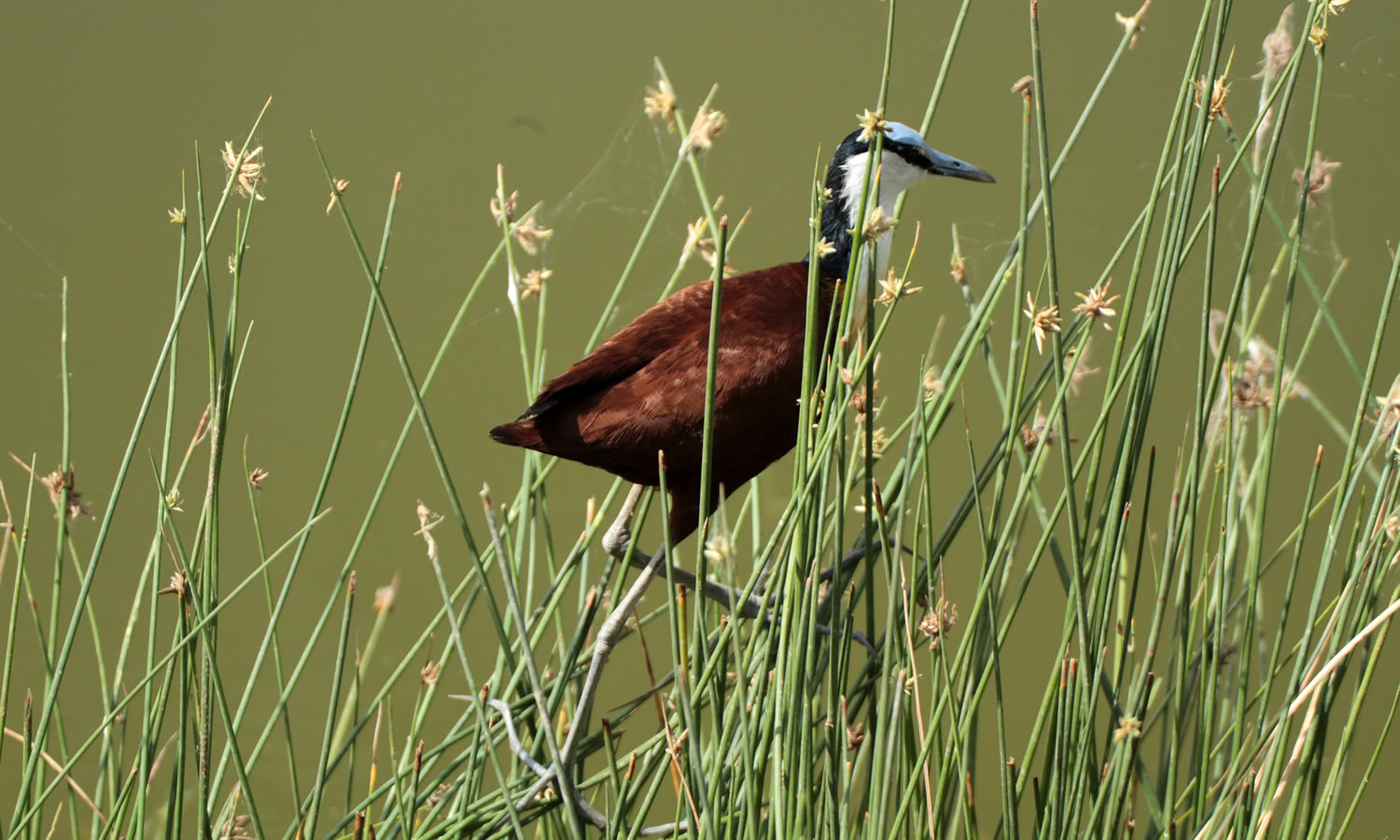 African Jacana