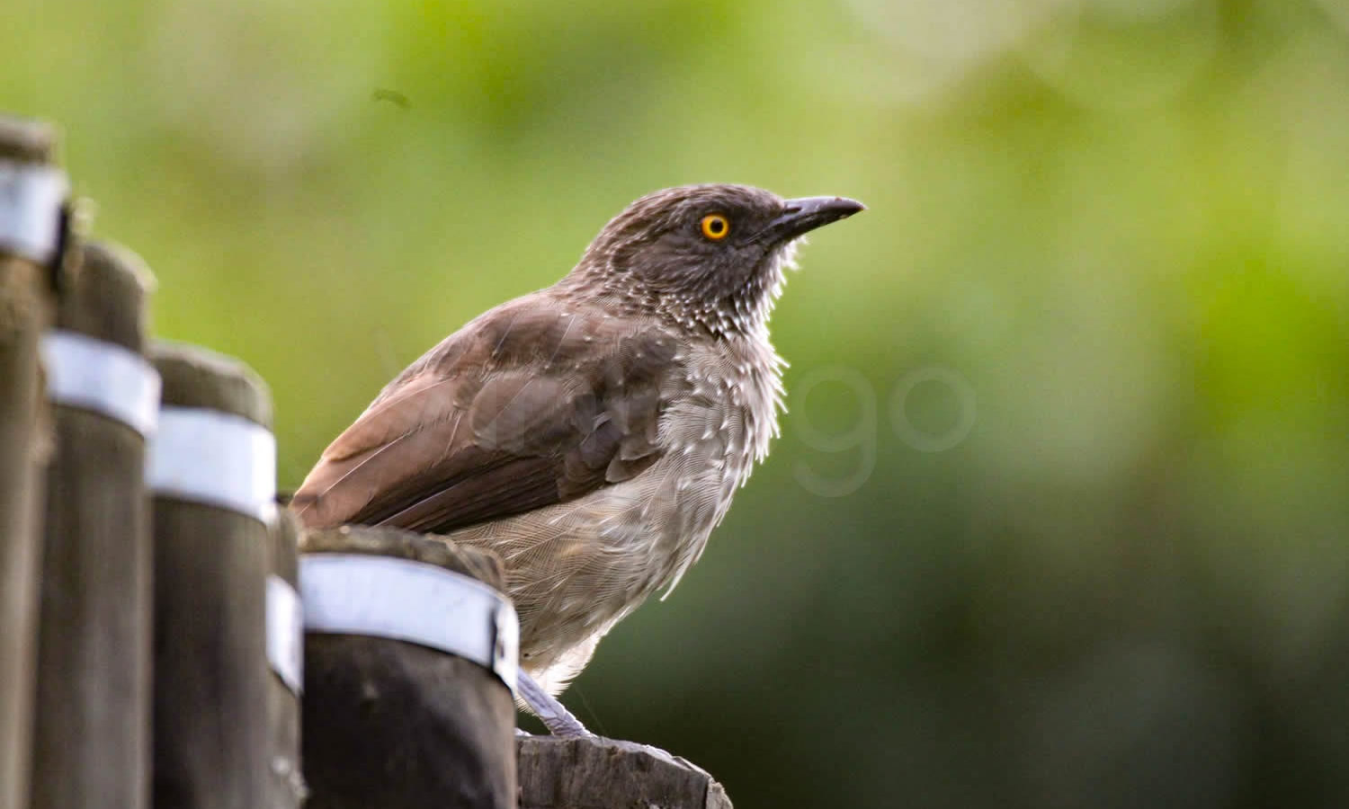 Arrow Marked Babbler