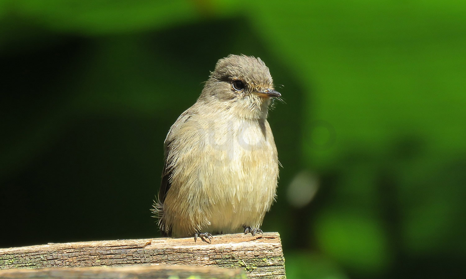Dusky Flycatcher