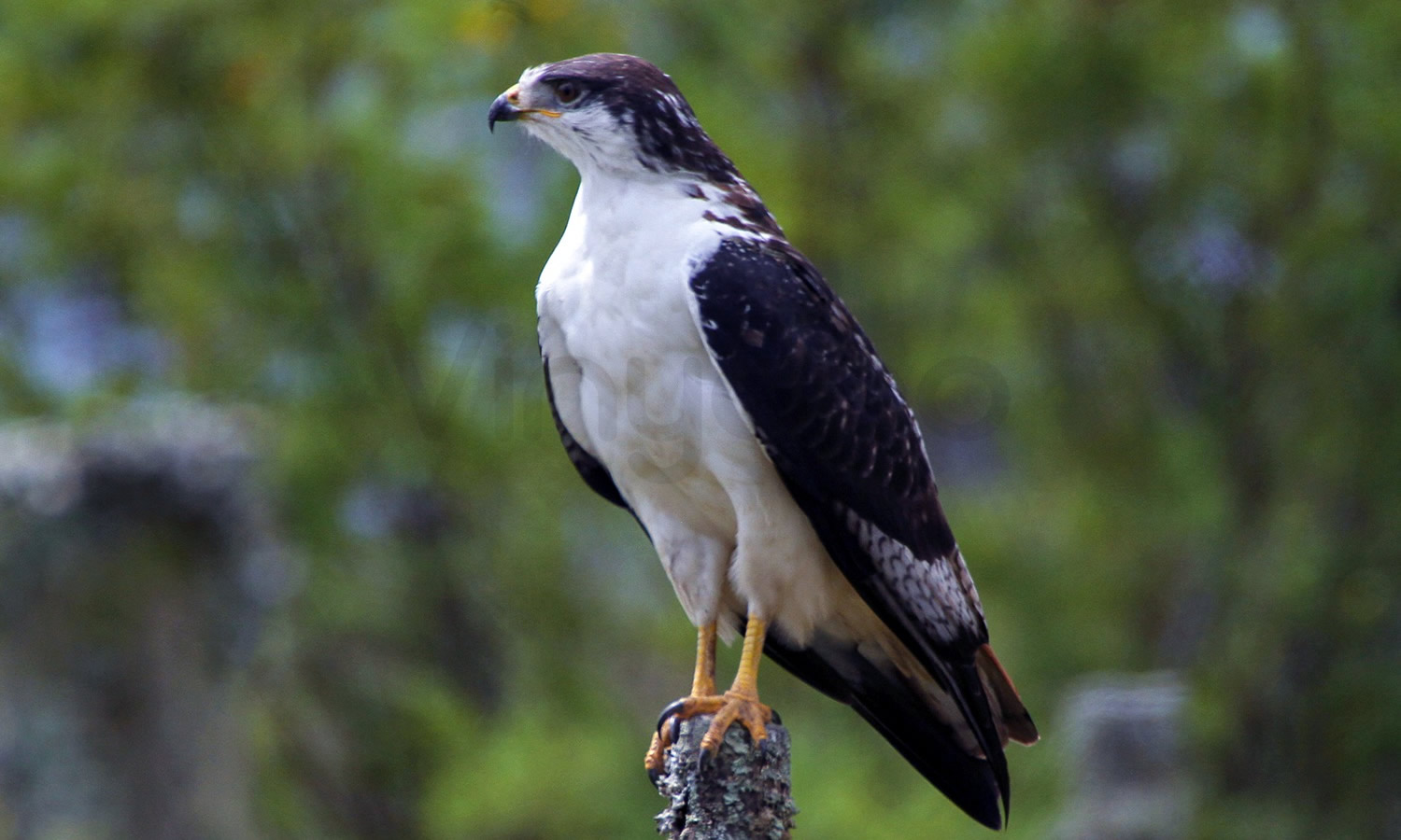 Augur Buzzard