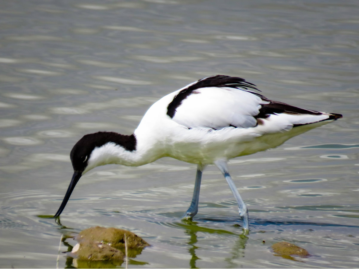 Avocet