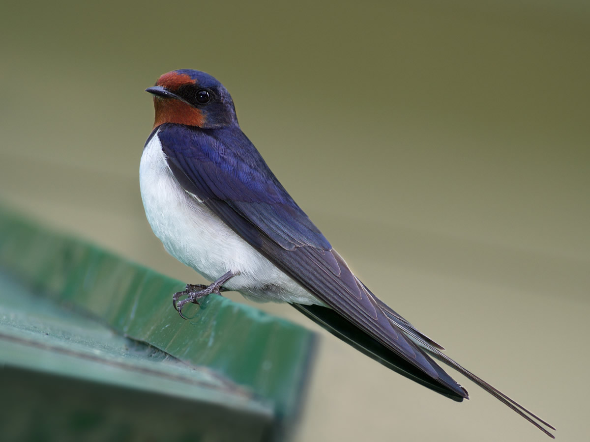 Barn Swallow
