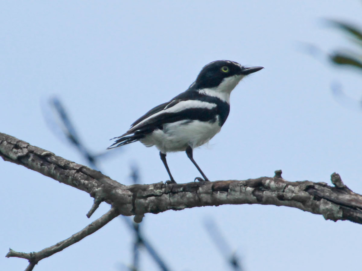 Batis Chinspot