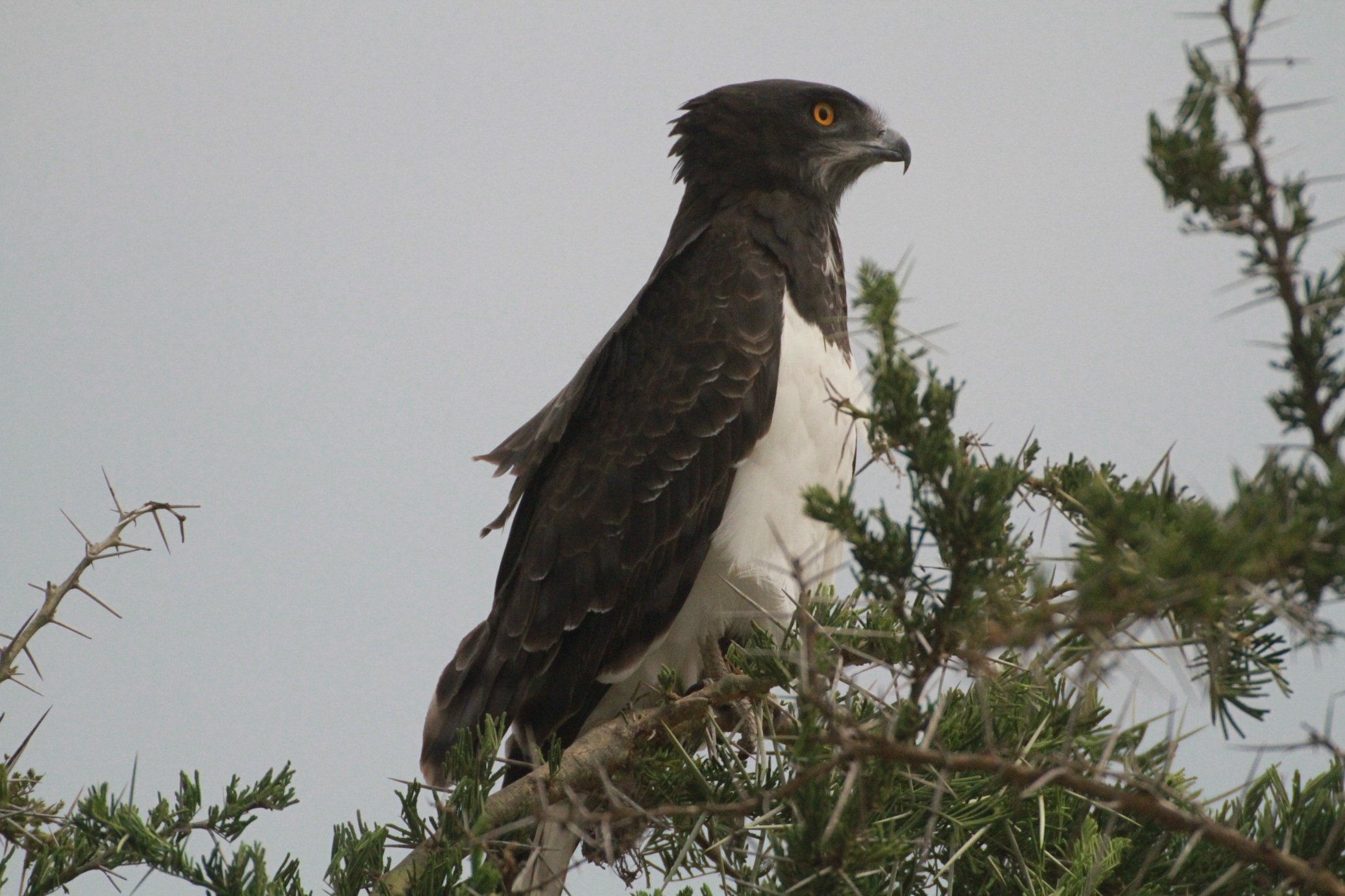 Black Chested Snake Eagle